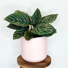 Load image into Gallery viewer, Ivy Ceramic Cover Pot - 15cm
