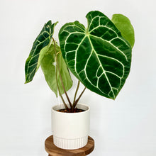 Load image into Gallery viewer, Klara Ceramic Cover Pot - 15cm
