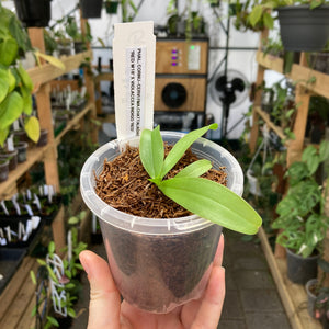 Phalaenopsis Cornu-Cervi FMA.Chattaladae 'Red W18' x Violaccea Indigo 'Red'