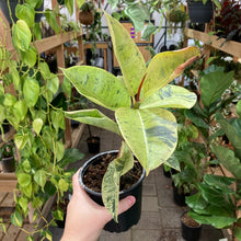 Load image into Gallery viewer, Ficus Shivereana - Clearance
