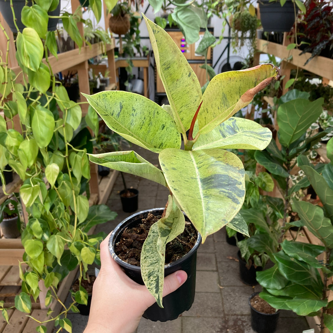 Ficus Shivereana - Clearance