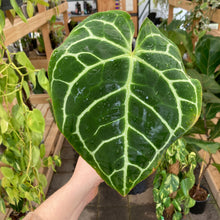 Load image into Gallery viewer, Anthurium Crystallinum - Clearance

