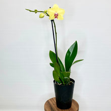 Load image into Gallery viewer, Yellow orchid in a black pot on a wooden stand with a white background
