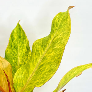 Philodendron Marmalade - 14cm
