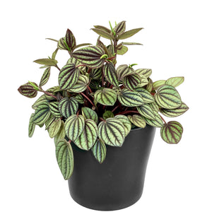 Peperomia Piccolo Banda - 12cm