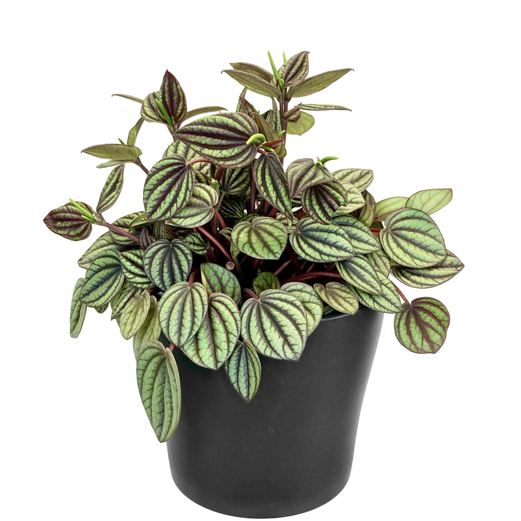 Peperomia Piccolo Banda - 12cm