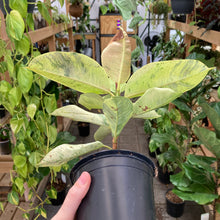 Load image into Gallery viewer, Ficus Shivereana - Clearance
