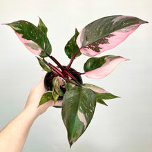 Load image into Gallery viewer, Philodendron Pink Princess - 12cm
