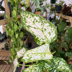 Aglaonema Variegata Pearls - Clearance