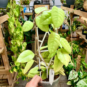 Hoya Fungii