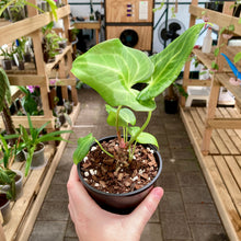Load image into Gallery viewer, Anthurium Clarinervium X Pterodactyl - Clearance
