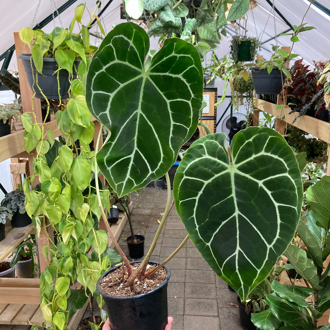 Anthurium Crystallinum - Clearance