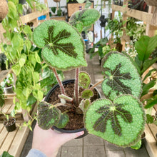 Load image into Gallery viewer, Begonia Masoniana Mountain - Clearance
