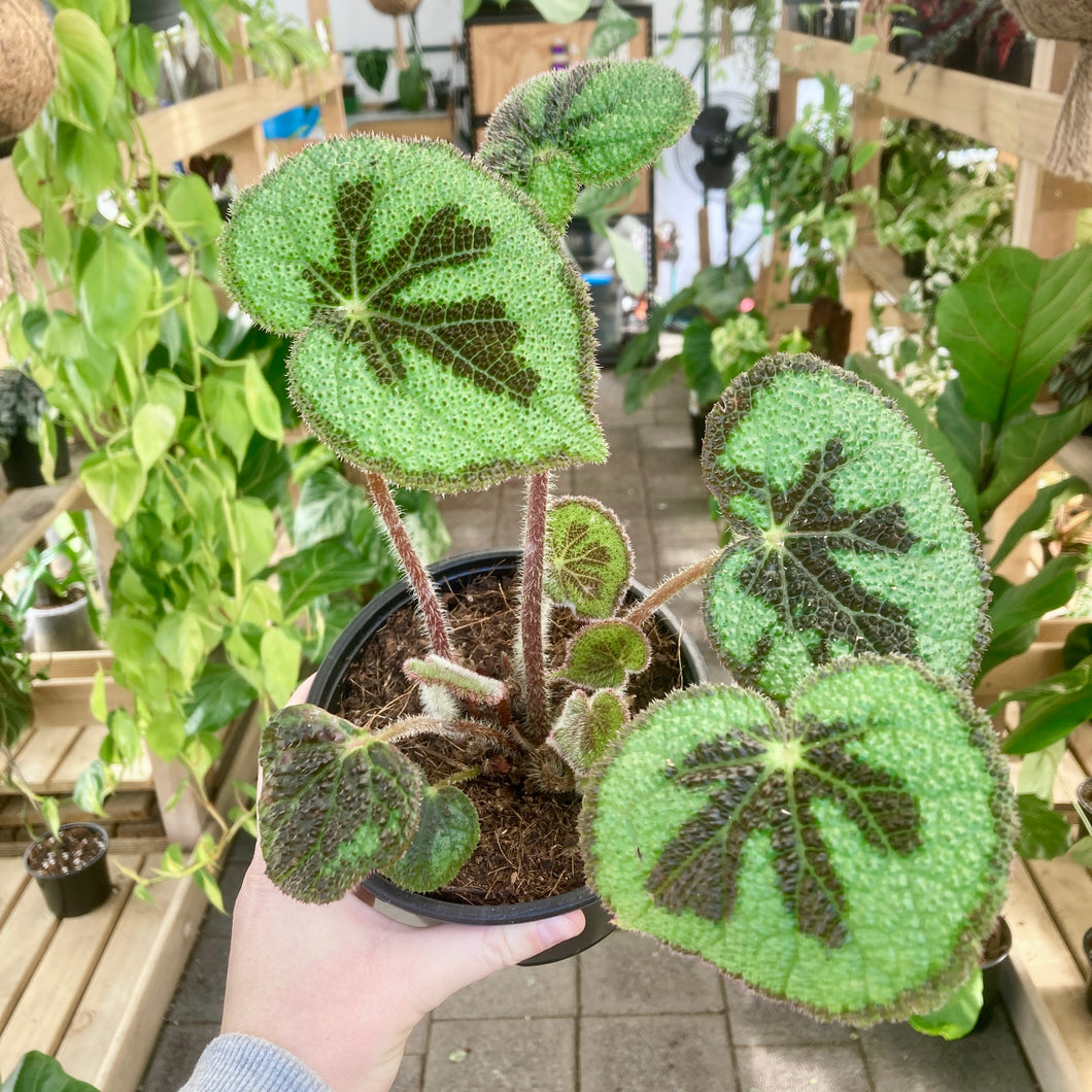 Begonia Masoniana Mountain - Clearance