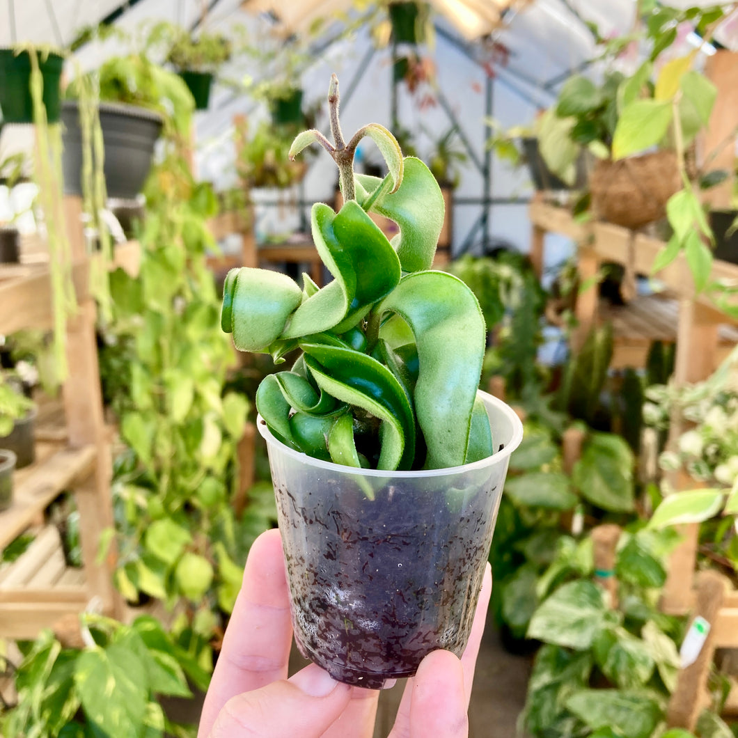 Hoya Hindu Rope - 6cm