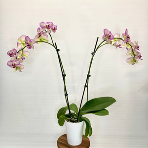 Black Bamboo Plant Support Stake - 50cm