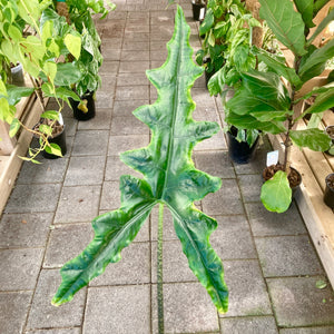 Alocasia Sabrina - Clearance