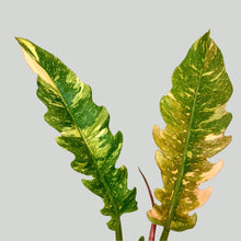 Load image into Gallery viewer, Philodendron Ring Of Fire - 17cm
