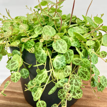 Load image into Gallery viewer, Peperomia Prostrata &#39;String Of Turtles&#39; - 12cm
