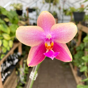 Phalaenopsis 'Sweet Memory' Orchid