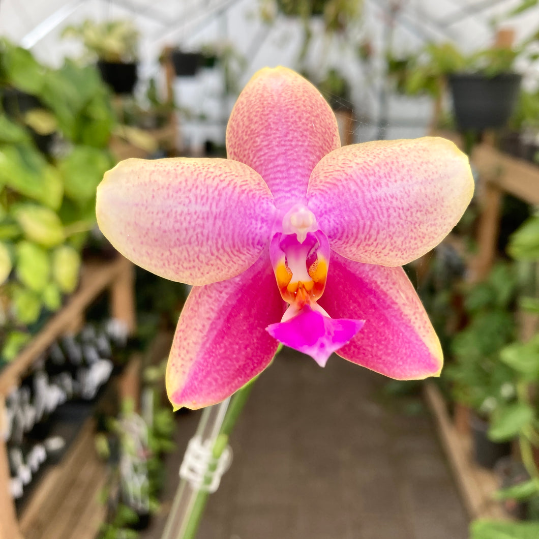 Phalaenopsis 'Sweet Memory' Orchid