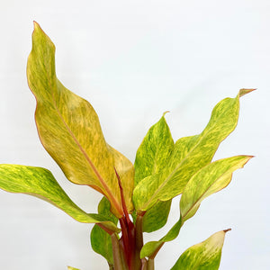 Philodendron Marmalade - 14cm