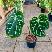 Load image into Gallery viewer, Anthurium Crystallinum - Clearance
