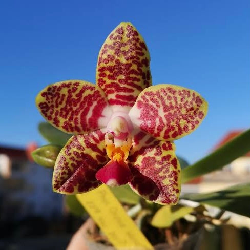 Phalaenopsis Orchid World 'Ching Hua' AM/AOS