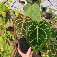 Load image into Gallery viewer, Anthurium Crystallinum - Clearance
