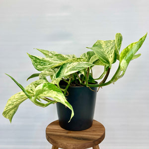 Marble Queen Pothos - 14cm