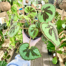 Load image into Gallery viewer, Begonia Masoniana Mountain - Clearance
