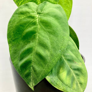 Syngonium Frosted Heart - 12cm