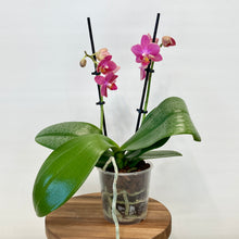 Load image into Gallery viewer, Phalaenopsis Orchid Mini Scented - 9cm
