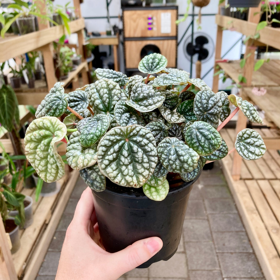 Peperomia Burbella - Clearance