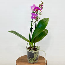 Load image into Gallery viewer, Phalaenopsis Orchid Mini - 9cm
