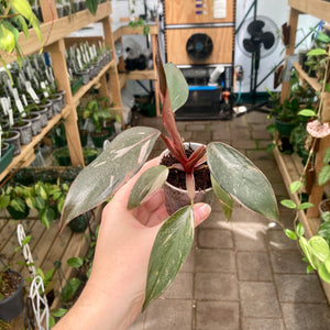 Philodendron Pink Princess