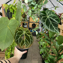 Load image into Gallery viewer, Anthurium Crystallinum - Clearance
