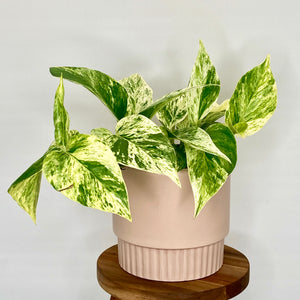 Klara Ceramic Cover Pot - 15cm