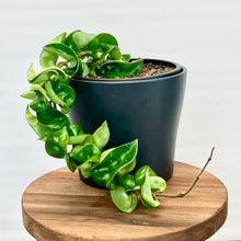 Load image into Gallery viewer, Hoya Compacta Hindu Rope - 12cm
