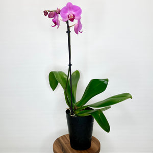 Potted purple orchid on a white background