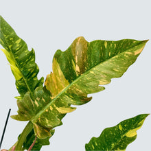Load image into Gallery viewer, Philodendron Ring Of Fire - 17cm
