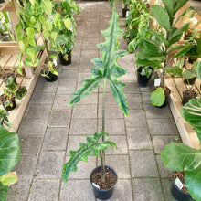 Load image into Gallery viewer, Alocasia Sabrina - Clearance

