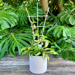 Plant Support Trellis