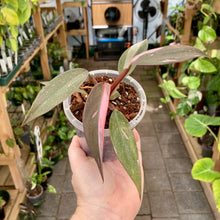 Load image into Gallery viewer, Philodendron Pink Princess
