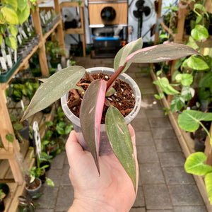 Philodendron Pink Princess