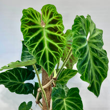 Load image into Gallery viewer, Philodendron Verrucosum - 17cm
