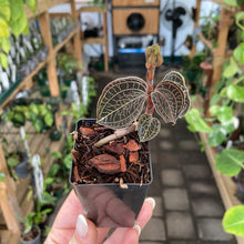 Load image into Gallery viewer, Jewel Orchid &#39;Anoectochilis Roxburghii Hayata’
