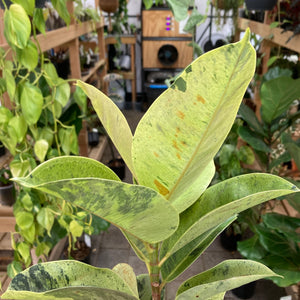 Ficus Shivereana - Clearance