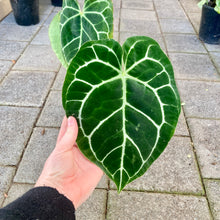 Load image into Gallery viewer, Anthurium Crystallinum - Clearance
