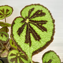 Load image into Gallery viewer, Begonia Masoniana Mountain - 14cm
